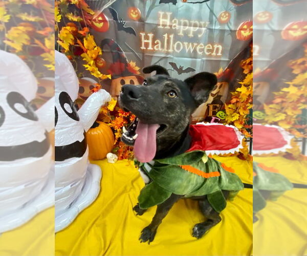 Medium Photo #7 Labrador Retriever-Unknown Mix Puppy For Sale in Bryant, AR, USA