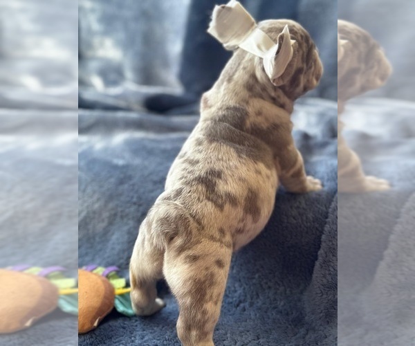 Medium Photo #4 French Bulldog Puppy For Sale in REVERE, MA, USA