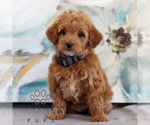Irish Doodle-Poodle (Miniature) Mix Puppy for sale in NEWMANSTOWN, PA, USA