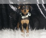 Puppy Wesson AKC Miniature Pinscher