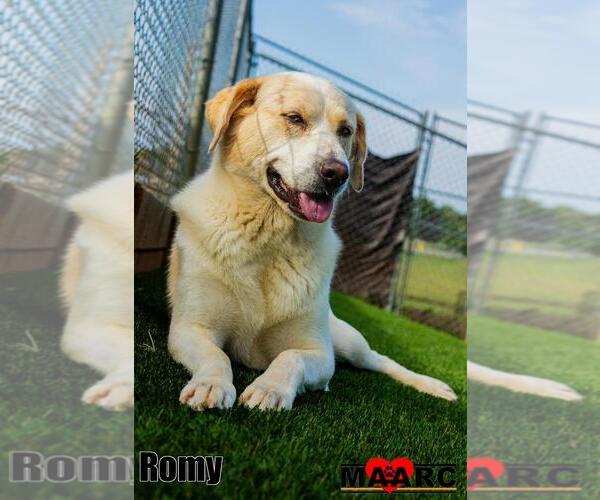Medium Photo #4 Labrenees Puppy For Sale in Maryville, TN, USA