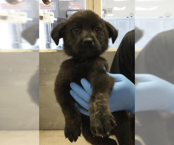 Medium Photo #1 German Shepherd Dog-Unknown Mix Puppy For Sale in Riverside, CA, USA