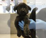 Small German Shepherd Dog Mix