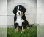 Puppy Raina Bernese Mountain Dog