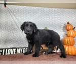 Small #5 Golden Mountain Dog