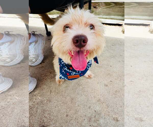 Medium Photo #14 Mutt Puppy For Sale in Houston, TX, USA