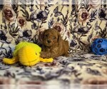 Puppy Boomer Poodle (Miniature)