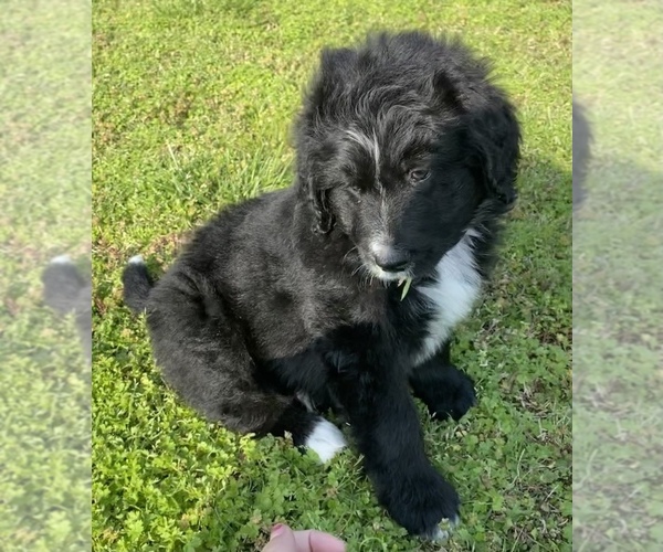 Medium Photo #3 Bernedoodle Puppy For Sale in GENTRY, AR, USA