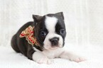 Small Photo #1 Faux Frenchbo Bulldog Puppy For Sale in NEW PITTSBURGH, OH, USA