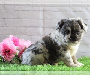 French Bulldog Puppy for sale in FREDERICKSBG, OH, USA