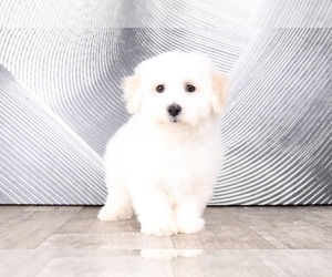Bichon Frise Puppy for sale in WESTPOINT, IN, USA