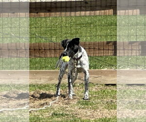 Reebie - Female Mutt Dog for Adoption - Photo #19