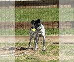 Small #18 Mutt