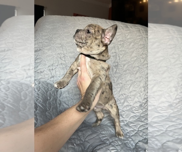 Medium Photo #11 Faux Frenchbo Bulldog Puppy For Sale in GREENEVILLE, TN, USA