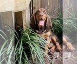 Small #9 Bloodhound