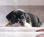 Small #5 Bulldog