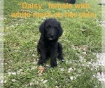 Puppy Daisy Labradoodle