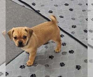 Daug Dogs for adoption in Williamsburg, NM, USA