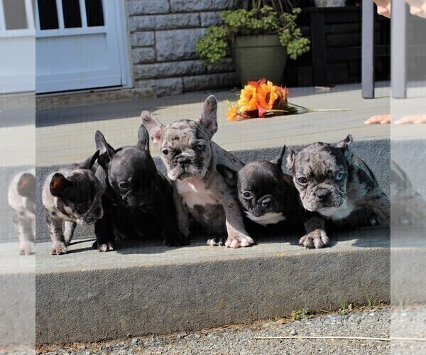 Medium Photo #10 Faux Frenchbo Bulldog Puppy For Sale in GORDONVILLE, PA, USA