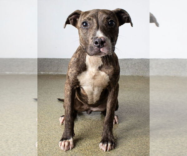 Medium Photo #4 American Pit Bull Terrier-Unknown Mix Puppy For Sale in Jefferson, WI, USA