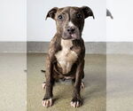 Small #3 American Pit Bull Terrier Mix