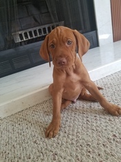 Vizsla Puppy for sale in KENT, WA, USA