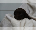 Small #3 Labrador Retriever