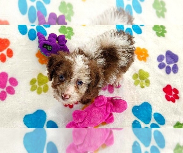 Medium Photo #2 Cockapoo (Toy)-Poodle (Toy) Mix Puppy For Sale in ORO VALLEY, AZ, USA