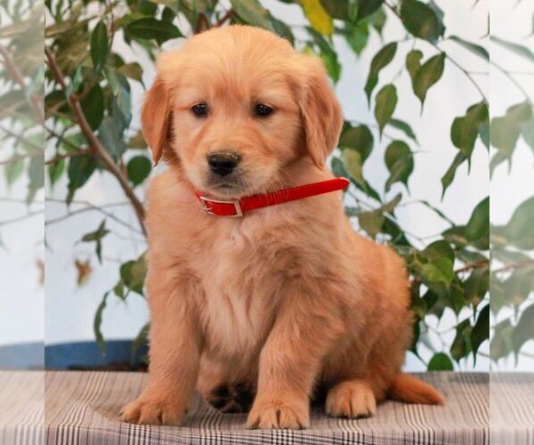 Medium Photo #2 Golden Retriever Puppy For Sale in LITITZ, PA, USA