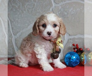 Cavachon Puppy for sale in GORDONVILLE, PA, USA