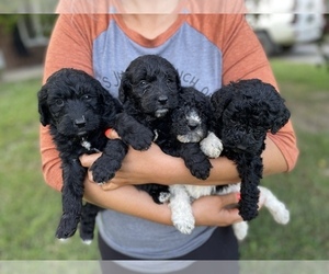 Poodle (Standard)-Springerdoodle Mix Puppy for sale in KNOXVILLE, TN, USA