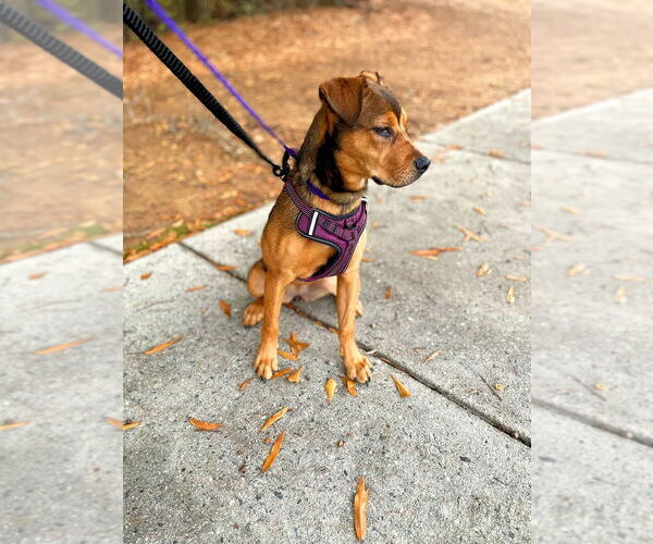 Medium Photo #2 German Shepherd Dog-Unknown Mix Puppy For Sale in Mt. Airy, MD, USA