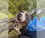 Small #18 American Staffordshire Terrier