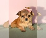 Small #6 Maltipoo