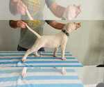 Small Photo #46 Dogo Argentino Puppy For Sale in BROOMALL, PA, USA