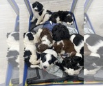 Litter of 9 - Male(s) and Female(s) Bordoodle-F2 Aussiedoodle MixLitter of Puppies for Sale - Photo #2