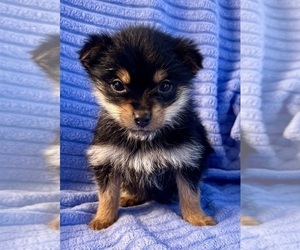 Yorkshire Terrier Puppy for Sale in FAIR HAVEN, Michigan USA