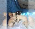Small #3 Retriever  Mix