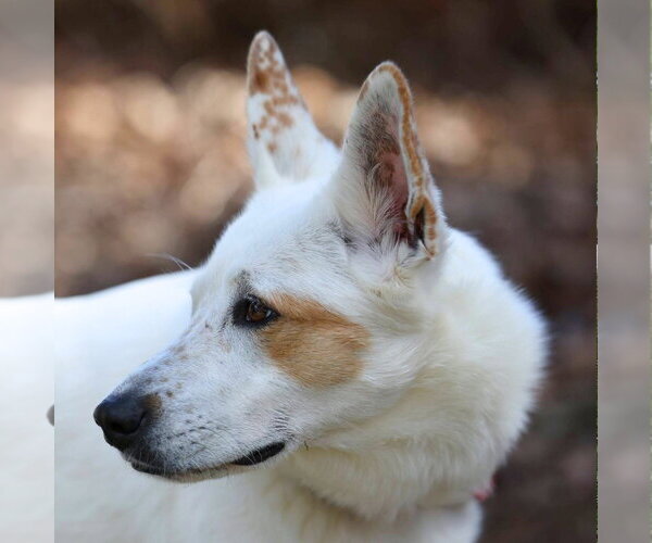 Medium Photo #19 Mutt Puppy For Sale in Canton, CT, USA