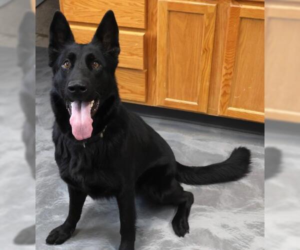 Medium Photo #1 Mutt Puppy For Sale in Thief River Falls, MN, USA