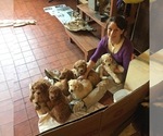 Small #7 Goldendoodle