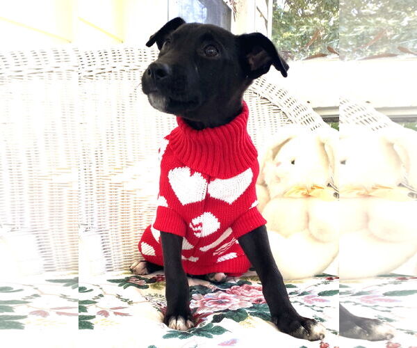 Medium Photo #2 Labrador Retriever-Unknown Mix Puppy For Sale in Holly Springs, NC, USA