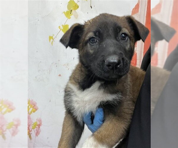 Medium Photo #1 German Shepherd Dog-Unknown Mix Puppy For Sale in San Bernardino, CA, USA