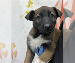 Small German Shepherd Dog Mix