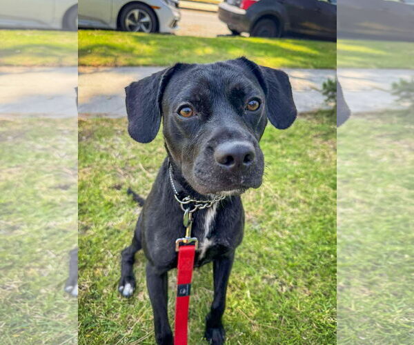 Medium Photo #5 Labrador Retriever-Unknown Mix Puppy For Sale in San Diego, CA, USA