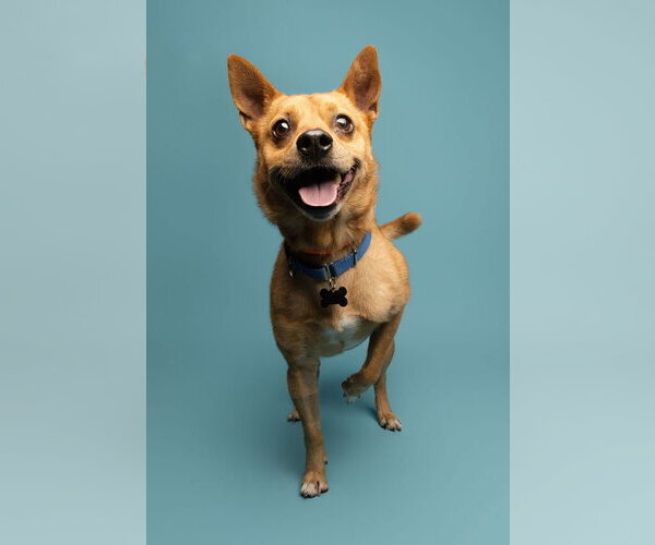 Medium Photo #6 Unknown-pomeranian spitz Mix Puppy For Sale in Kennesaw, GA, USA