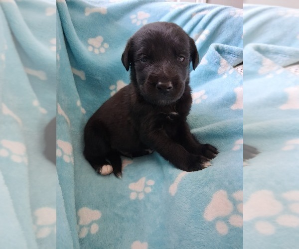 Medium Photo #12 Belgian Malinois-Unknown Mix Puppy For Sale in FITZGERALD, GA, USA