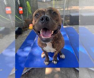 American Pit Bull Terrier Dogs for adoption in Charlotte, NC, USA