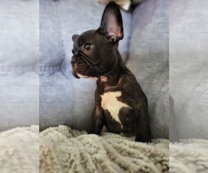 French Bulldog Puppy for sale in METAIRIE, LA, USA