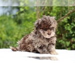 Small #6 ShihPoo